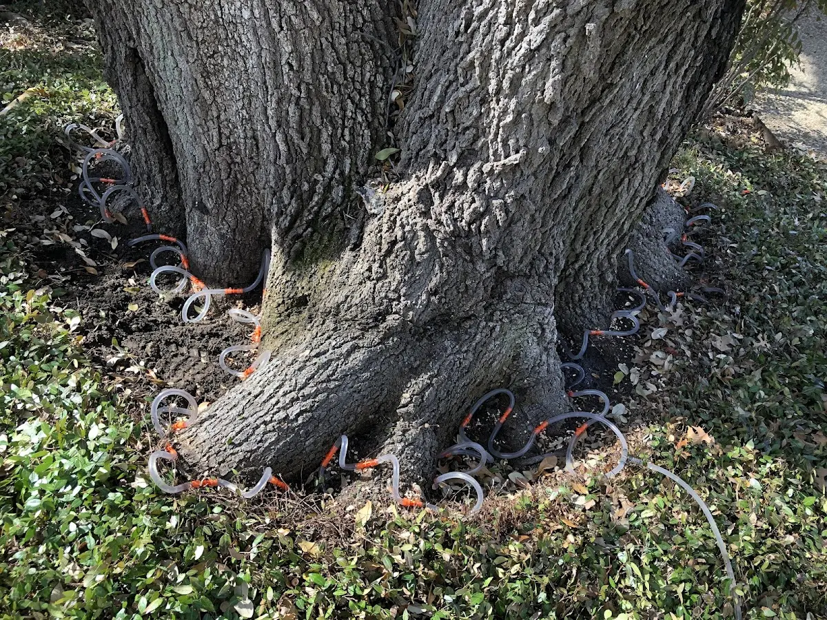 Detailed Tree Cabling and Bracing job site in Oak View
