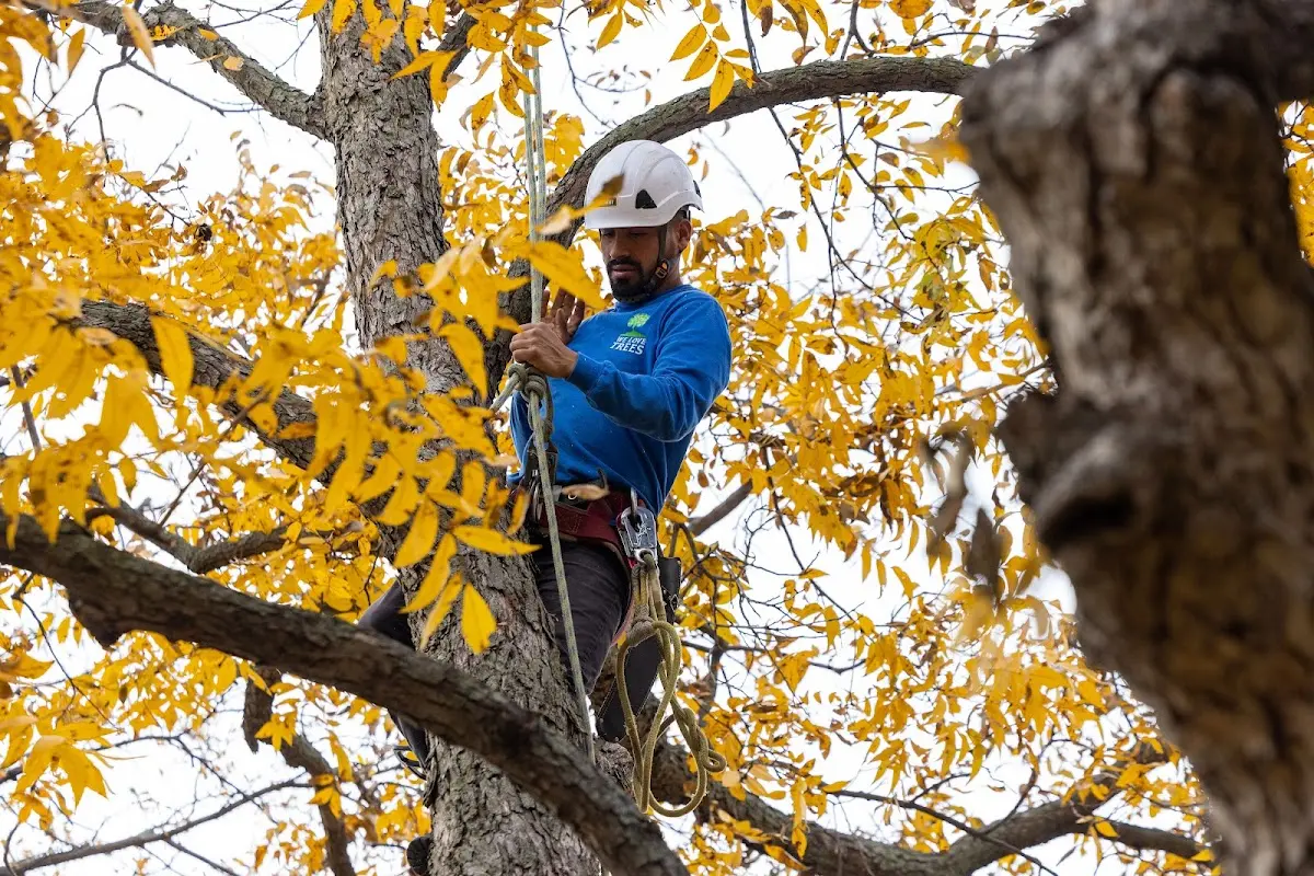 Skilled Storm Damage Cleanup crew working in Oak View